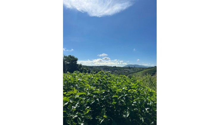 Đất nền nghỉ dưỡng gần Đồi Chè Tâm Châu – Bảo Lộc – giá tốt nhất khu vực chỉ 6  triệu/m²